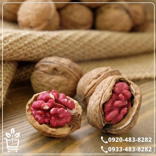 خرید نهال گردو تو سرخ