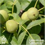 خرید نهال گردو تویسرکان