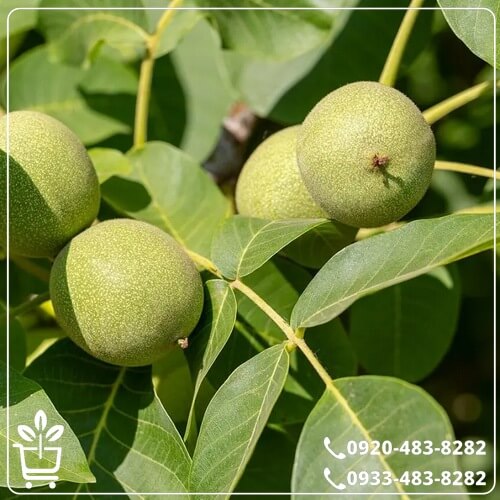 خرید نهال گردو تویسرکان