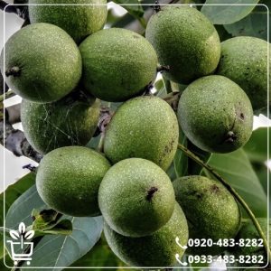 قیمت نهال گردو تویسرکان