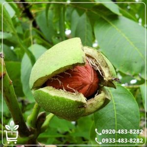 خرید نهال گردو جمال