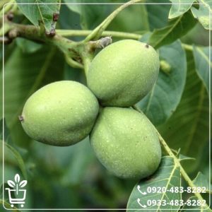 قیمت نهال گردو جمال