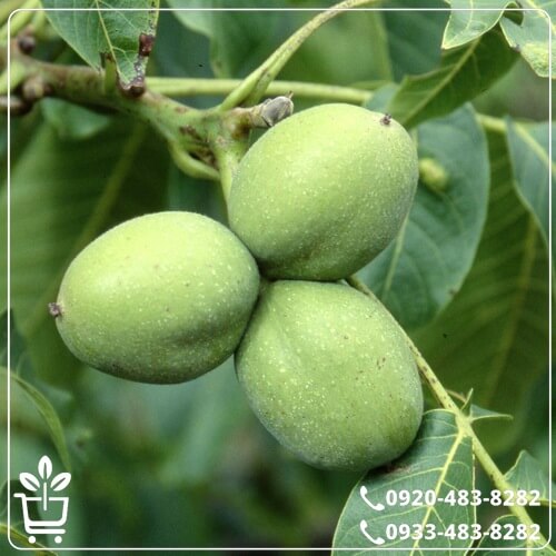 قیمت نهال گردو جمال