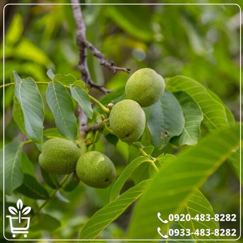 قیمت نهال گردو خوشه ای