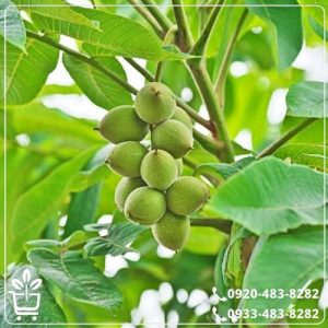 خرید نهال گردو خوشه ای