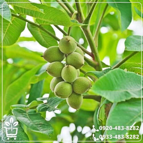 خرید نهال گردو خوشه ای