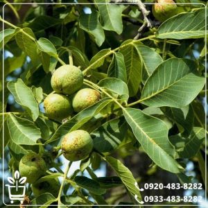 قیمت نهال گردو دماوند