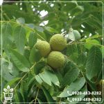 خرید نهال گردو دماوند