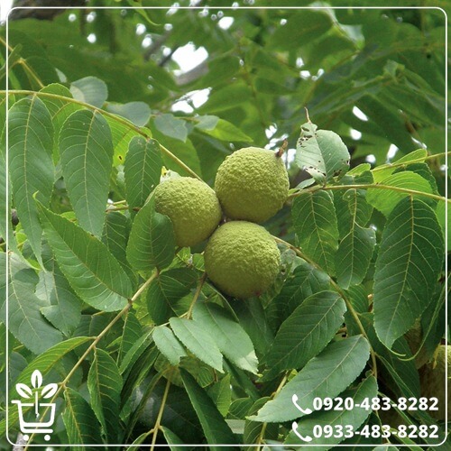 خرید نهال گردو دماوند