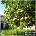 خرید نهال گردو شیلی