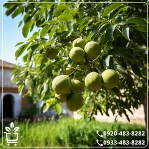 خرید نهال گردو شیلی