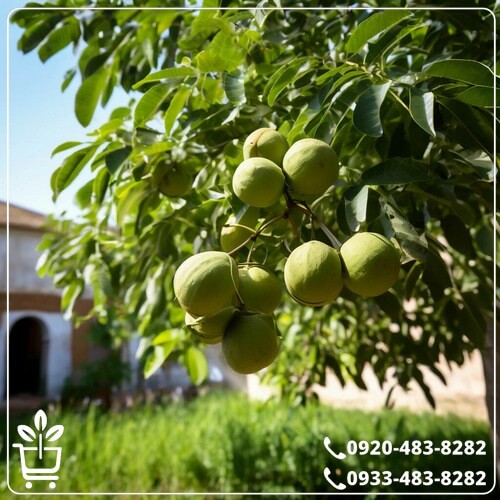 خرید نهال گردو شیلی