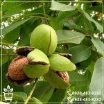 قیمت نهال گردو شیلی