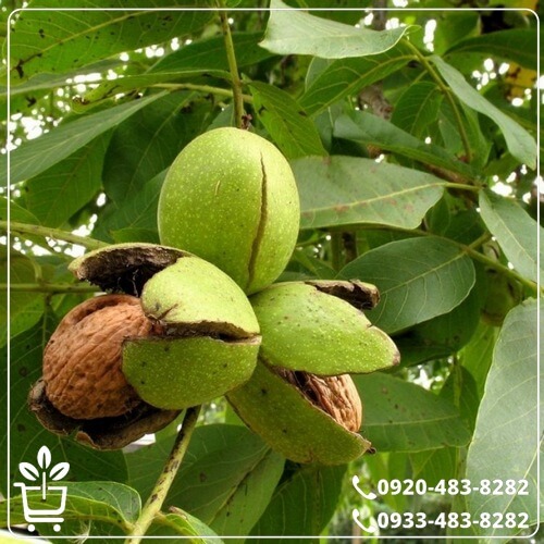 قیمت نهال گردو شیلی