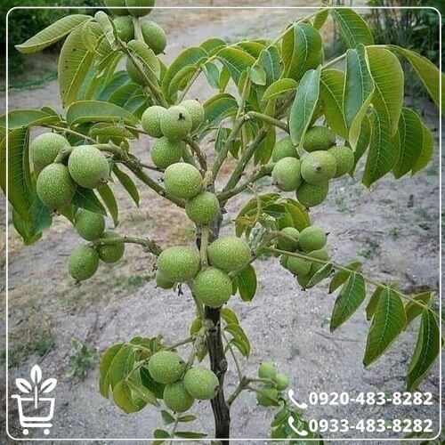 قیمت نهال گردو فرانکت