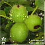 خرید نهال گردو فرانکت