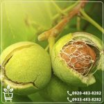 قیمت نهال گردو فرنت