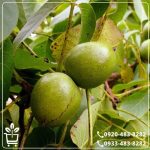 خرید نهال گردو فرنت