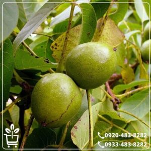 خرید نهال گردو فرنت