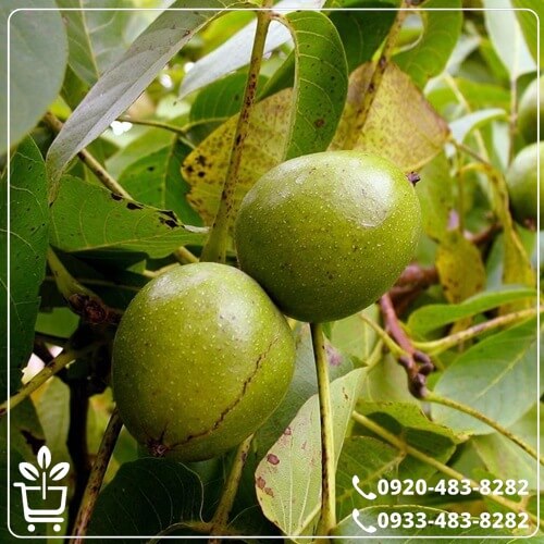 خرید نهال گردو فرنت