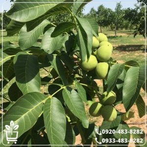 قیمت نهال گردو فرنور پیوندی