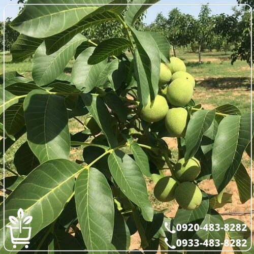 قیمت نهال گردو فرنور پیوندی