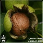 قیمت نهال گردو فلسطینی