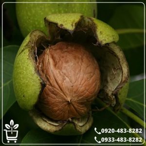 قیمت نهال گردو فلسطینی