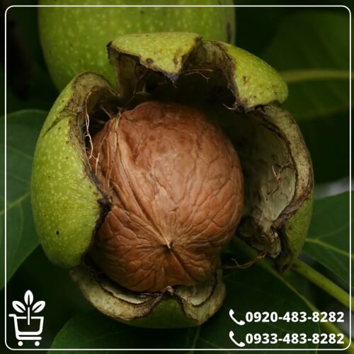 قیمت نهال گردو فلسطینی