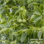 خرید نهال گردو فلسطینی