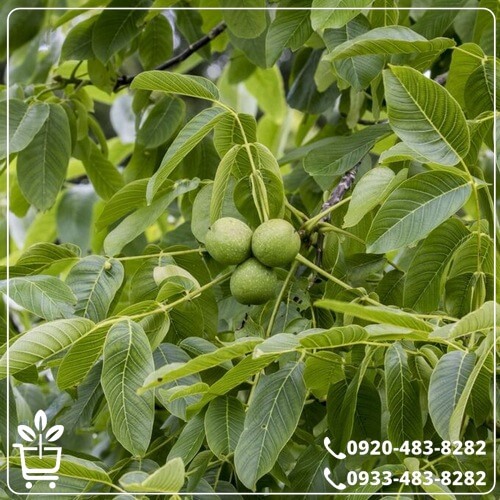 خرید نهال گردو فلسطینی