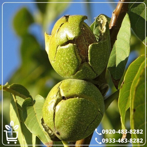 قیمت نهال گردو لارا