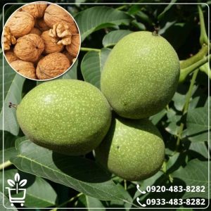 خرید نهال گردو لارا