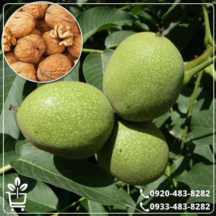 خرید نهال گردو لارا