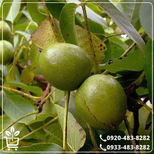 قیمت نهال گردو لهستانی