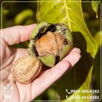 قیمت نهال گردو هارتلی