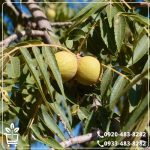 خرید نهال گردو هارتلی