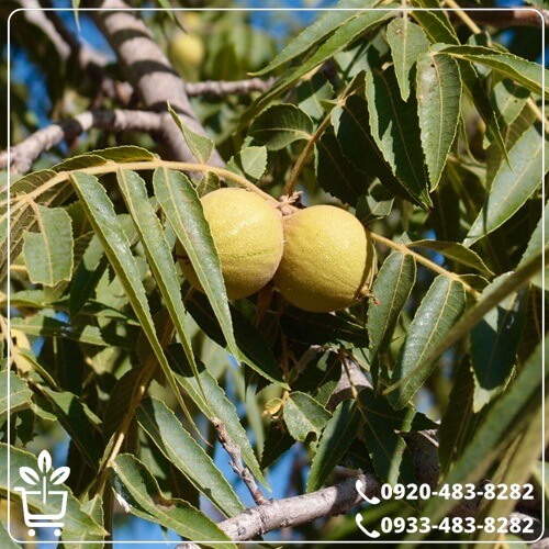 خرید نهال گردو هارتلی