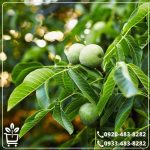 قیمت نهال گردو پدرو