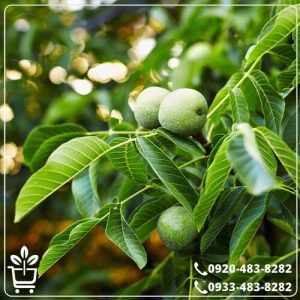 قیمت نهال گردو پدرو