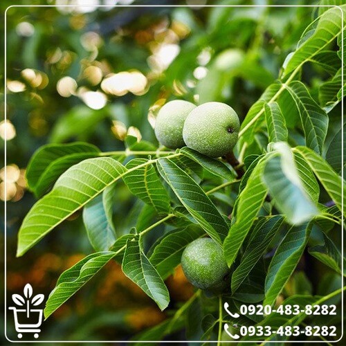 قیمت نهال گردو پدرو