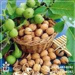 خرید نهال گردو پدرو