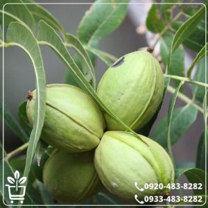 خرید نهال گردو پکان