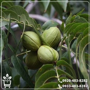 خرید نهال گردو پکان