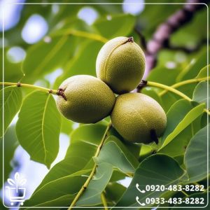 قیمت نهال گردو پکان وارداتی