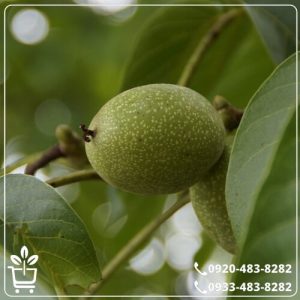 خرید نهال گردو پکان وارداتی