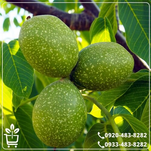 کاشت نهال گردو چندلر پیوندی