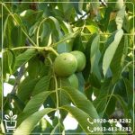 قیمت نهال گردو چندلر پیوندی