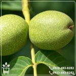 خرید نهال گردو چندلر پیوندی