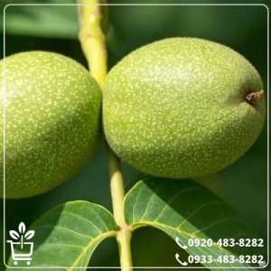 خرید نهال گردو چندلر پیوندی